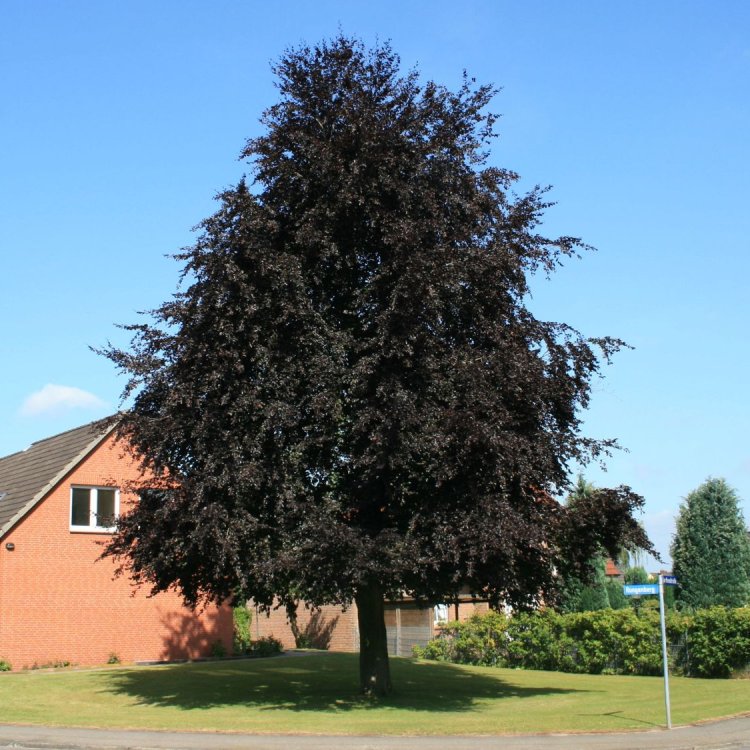 Buk lesný (Fagus sylvatica) ´PURPUREA´ - výška 80-100 cm, kont. C7.5L 